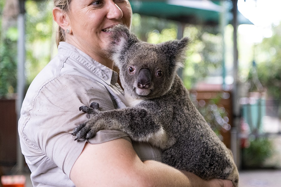 飼育員さんからコアラをそっと渡されて……。抱っこした瞬間、誰もが笑顔に(笑)。