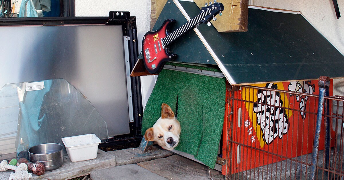 11月1日は「犬の日」！ 新しい家を建ててもらいご満悦のわんこ佐々木