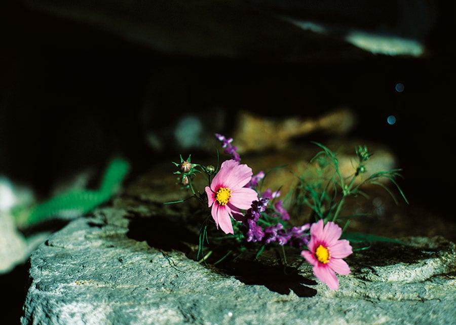 館内のあちこちに愛らしい花や緑が。