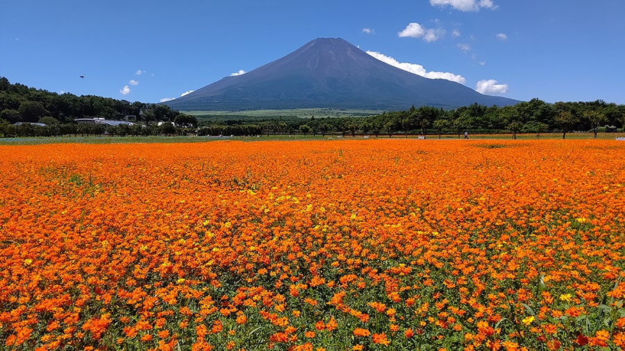 花の都公園