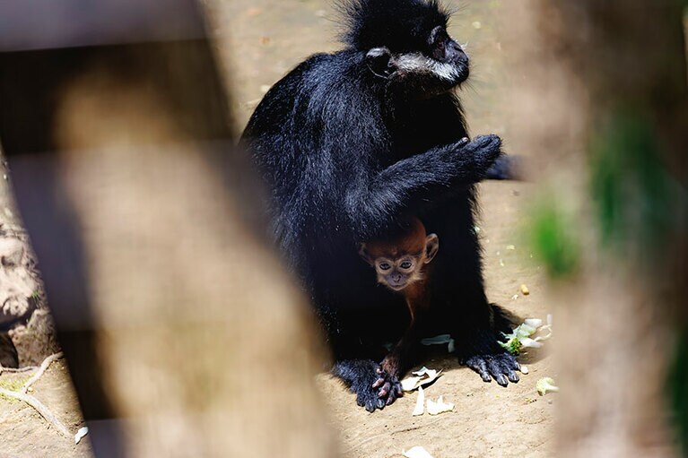 チョコとミント。