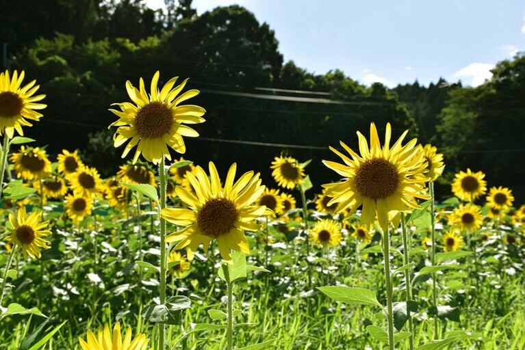 沢谷熊見地域のひまわり。