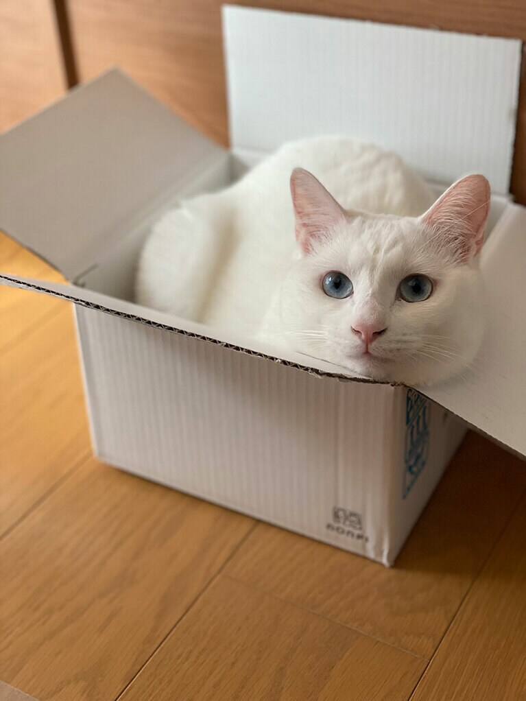 とろろ オス 2歳。