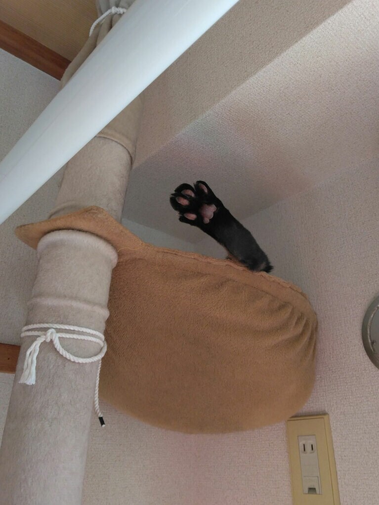 よもぎ オス 13歳。あるあるのポーズだと思うのですが、何度見ても笑ってしまいます（ポチポチさん）。