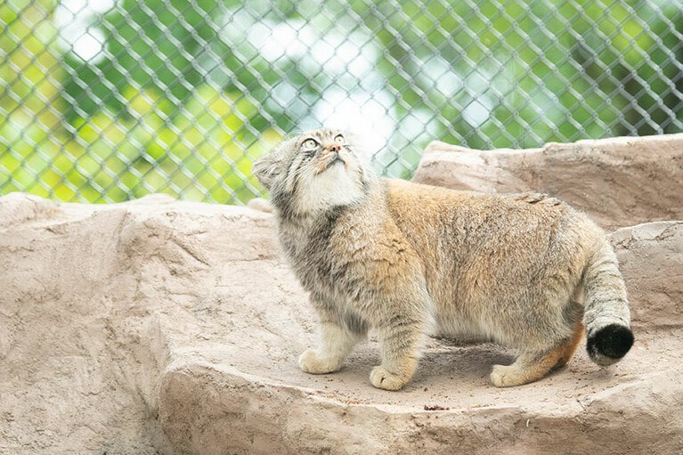 埼玉県こども動物自然公園のマヌルネコ。