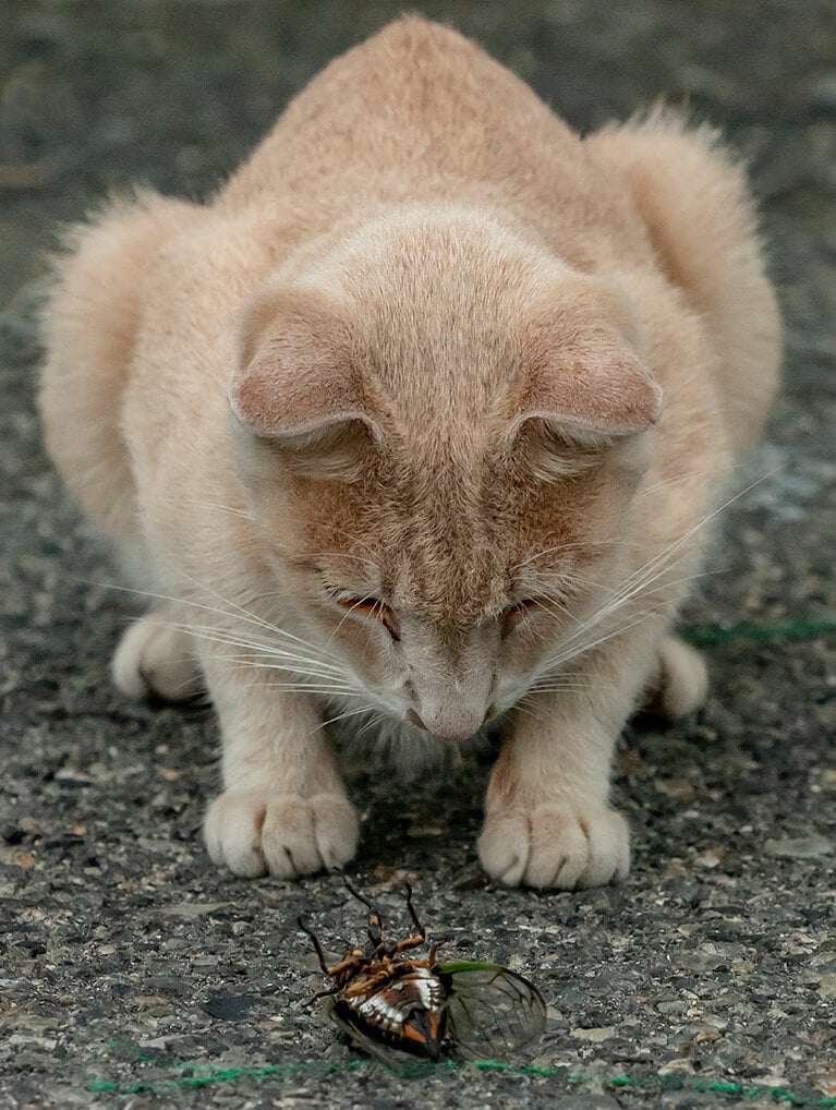 「ジージー♪シャワシャワ♪と大合唱して安眠妨害していたヤツなのニャ……だけど最期は哀れなものだニャ……」