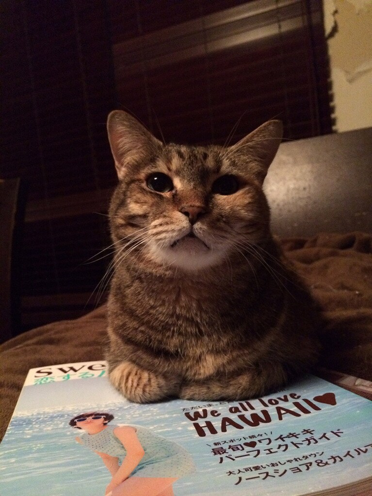 いくら ♀ 15歳。我が家には現在21匹の猫(全員保護した子)がいますが、その中で一番の美人猫がいくらです。