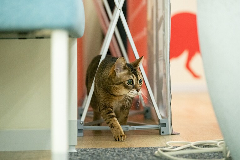 オフィスにあるサイネージの裏を散歩するマロンさん。