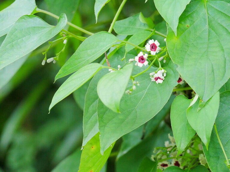 夏に小さな花を咲かせるヘクソカズラ。