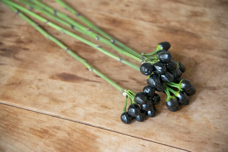 丸く大きな実をつけるトウガラシ。