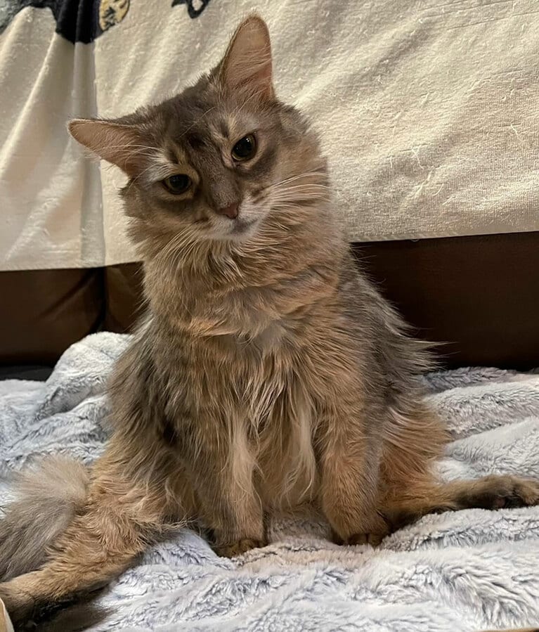 リリー ♀ 7歳。わがままボディちゃんのため、普通に足を揃えて座れずに、いつもお尻を着いて後ろ足を広げて座ってます。我が家ではどすこいポーズと呼んでいます（Ellyさん）