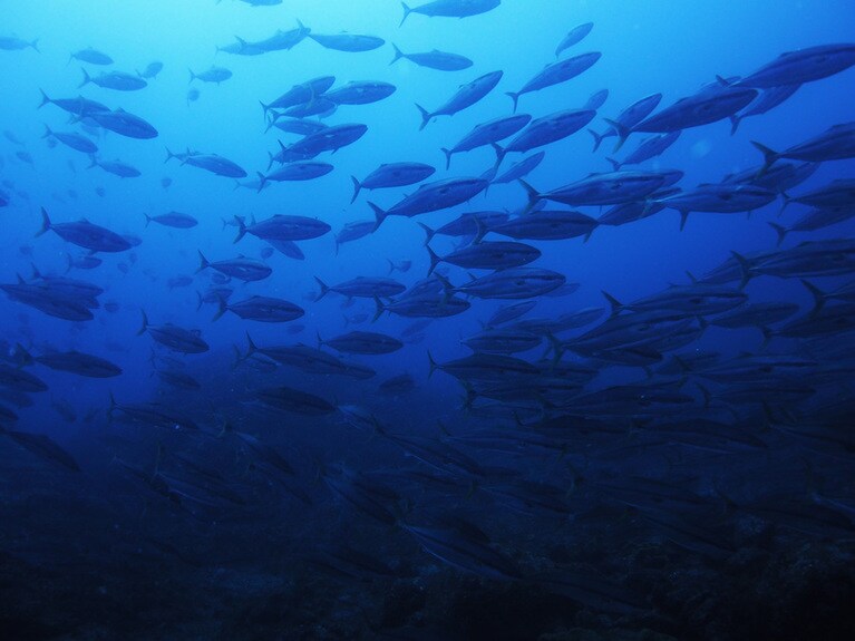 サメばかりじゃないんです。銀鱗系の大物も大盤振る舞いで登場します。©海遊社