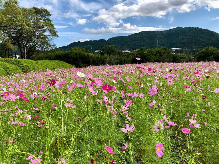 【高知県】宮の前公園のコスモス。