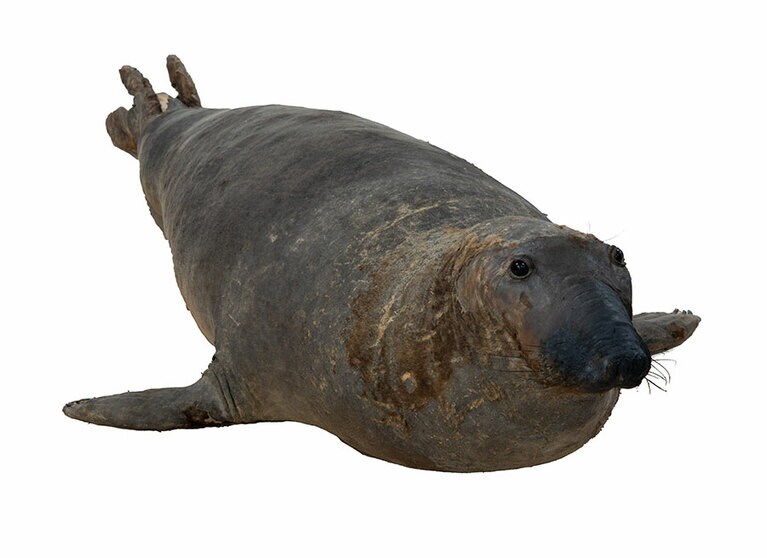 キタゾウアザラシの剥製標本（国立科学博物館所蔵）撮影：山田格