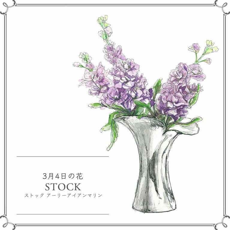 3月4日の花「ストック アーリーアイアンマリン」