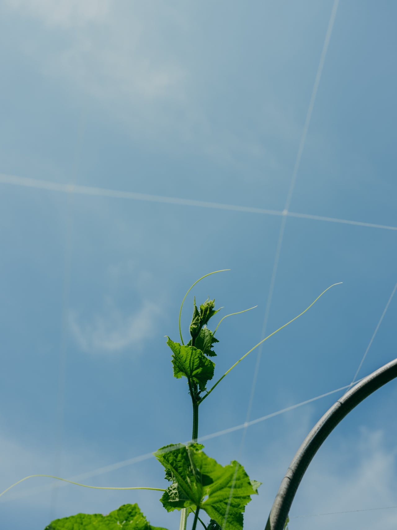豊かな自然こそが、豊かな野菜を育む。