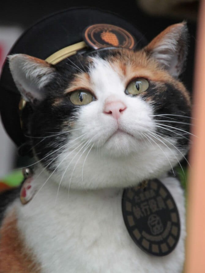 社会現象になった猫「たま駅長」あの和歌山電鐵の現在は…？［猫を愛し