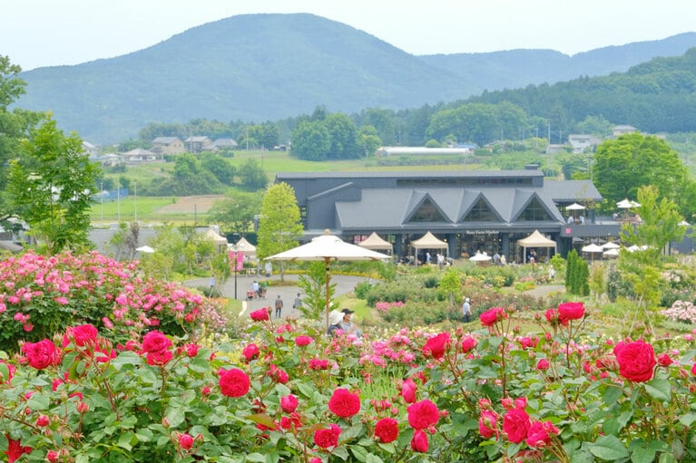 【茨城県】いばらきフラワーパーク。秋風を感じながら眺めるバラはしっとりとした美しさがある。