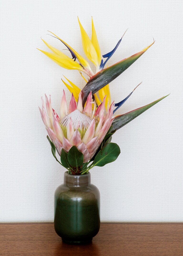 キングプロテア、ストレリチア 6,600円。