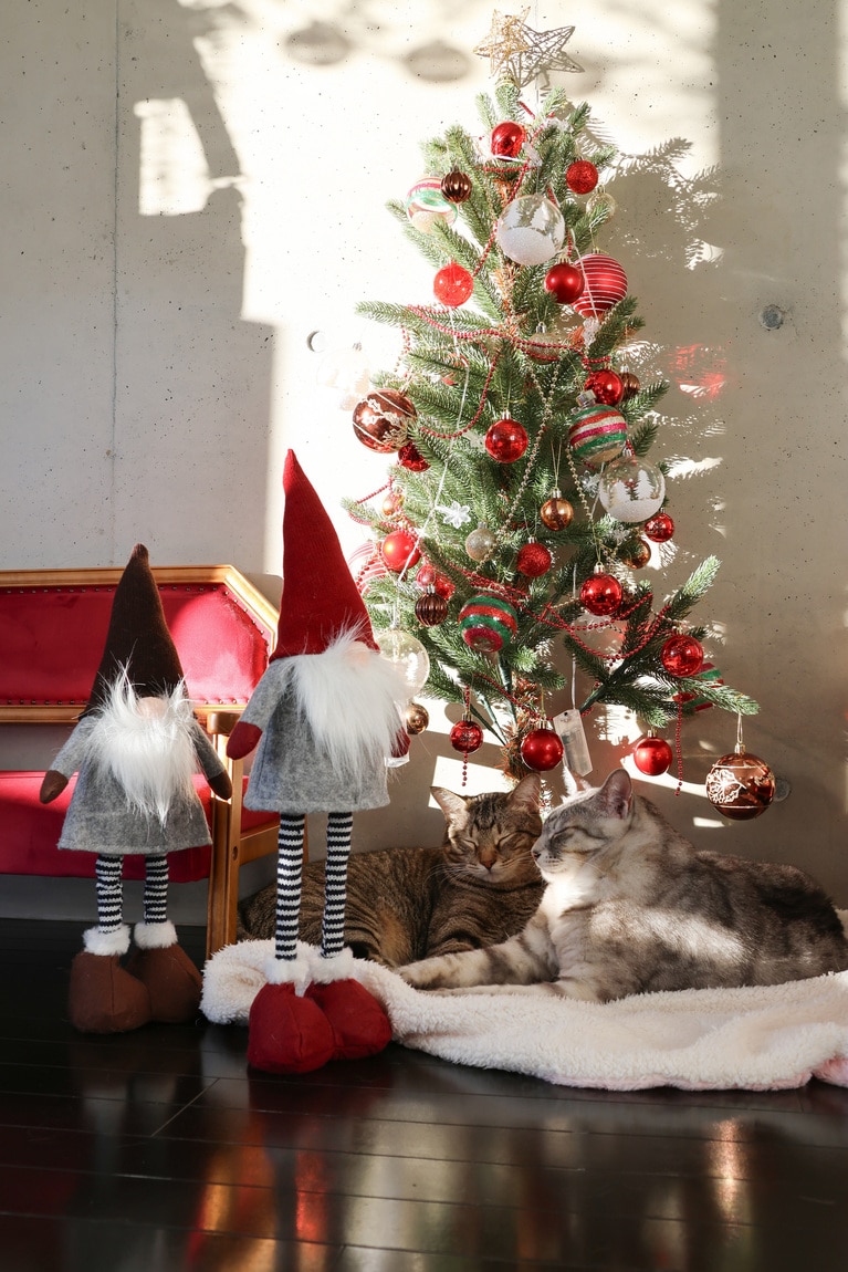 左：虎（トラ） ♂ 7歳、右：景（カゲ） ♂ 6歳。「普通、クリスマスツリーを出すと飾りをチョイチョイしたり、ツリーに登ったり大惨事になりがちですが、うちの子たちは飾り物は倒したり壊したりしません。とても助かります。ツリースカートがわりにふわふわのブランケットを敷いたら、そこで気持ちよさそうにお昼寝していた姿が尊くておもわず撮影しました」（飼い主さんより）。