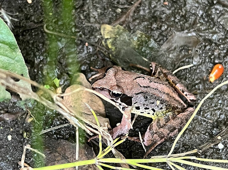 ついに池で産卵成功！