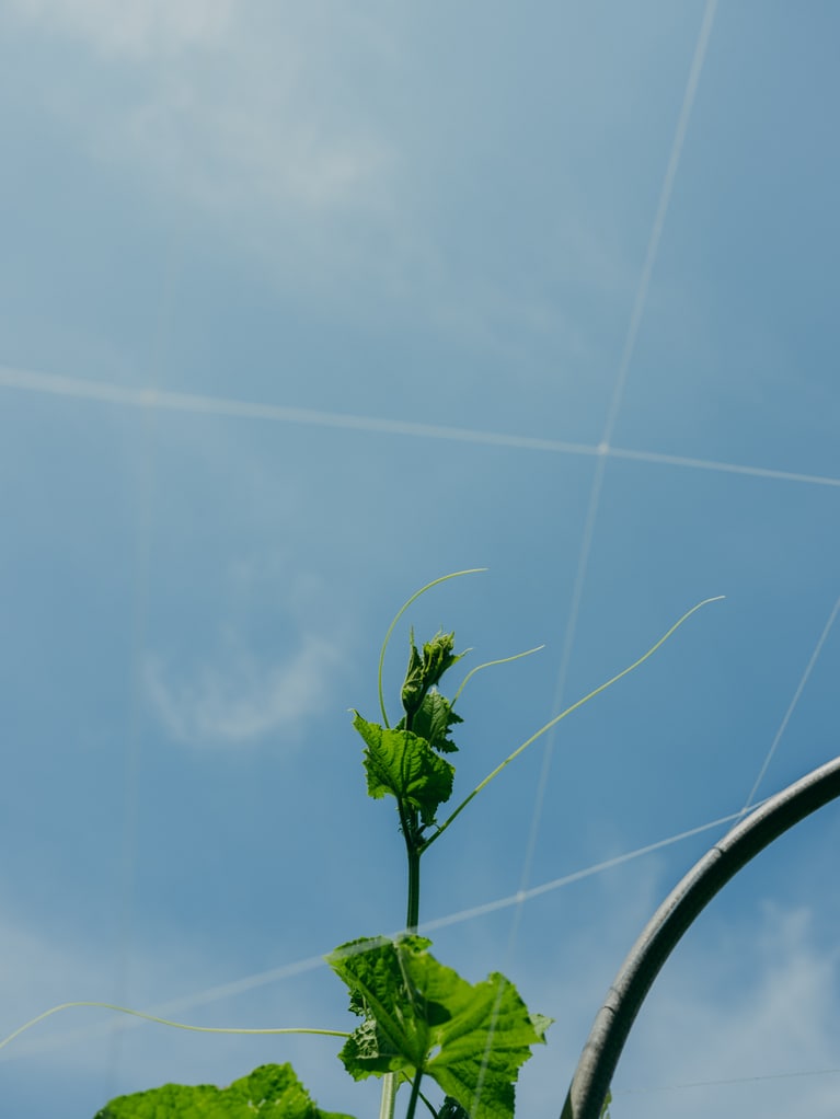 豊かな自然こそが、豊かな野菜を育む。