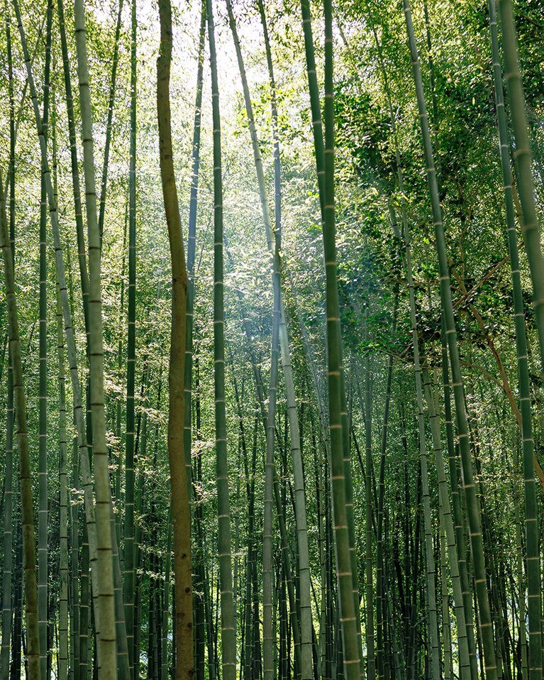 竹林はずっと青々。