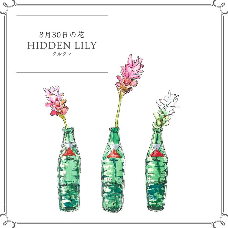 8月30日の花「クルクマ」