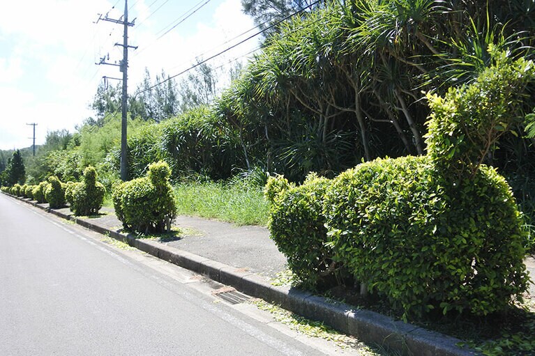 イリオモテヤマネコ発見！　本物は見たことがないけれど。