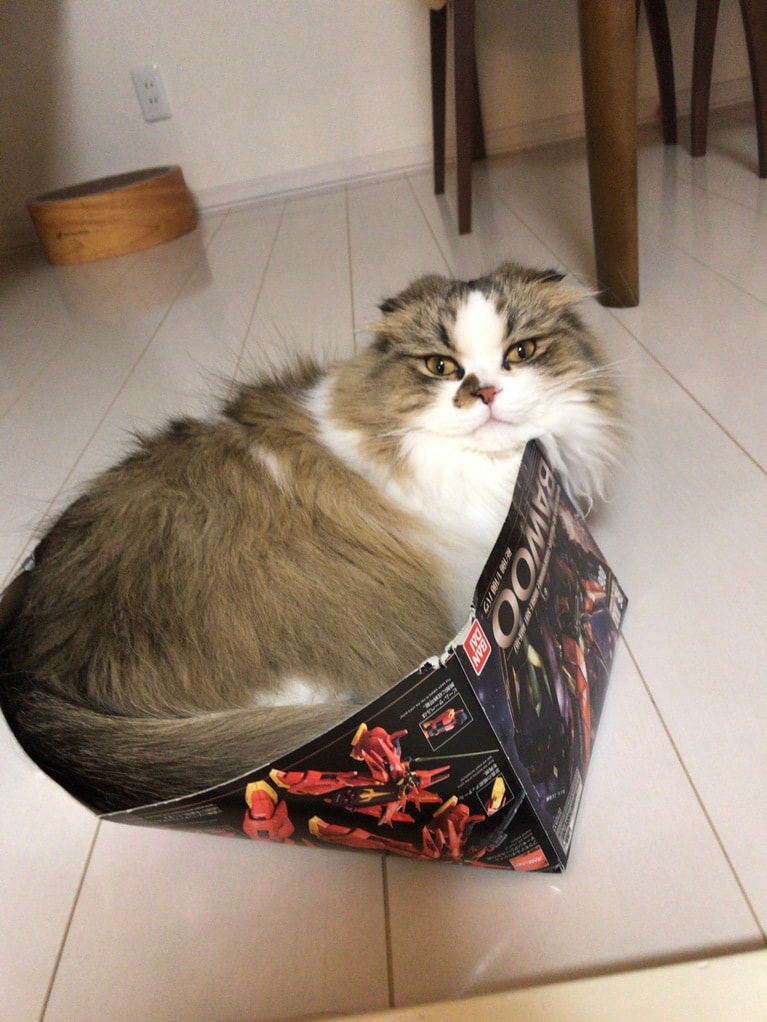 ももた ♂ 6歳。箱が悲鳴あげてるけど気にしないよ！（けだまっこさん）