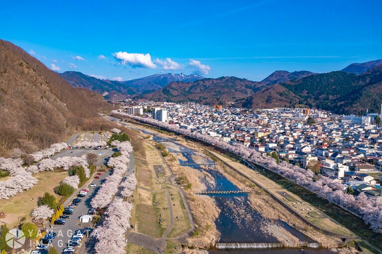 馬見ヶ崎さくらラインの桜。