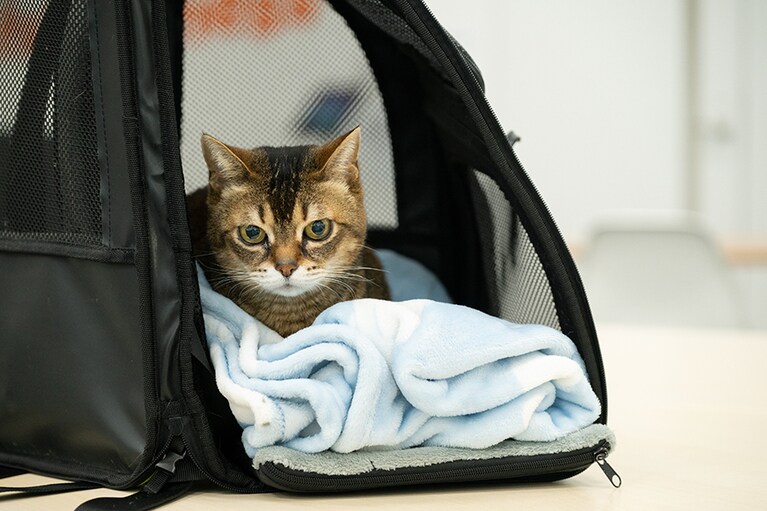 キャリーバッグで出勤。