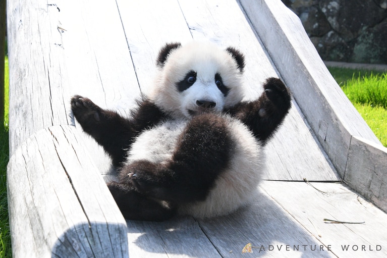 楓浜。©アドベンチャーワールド