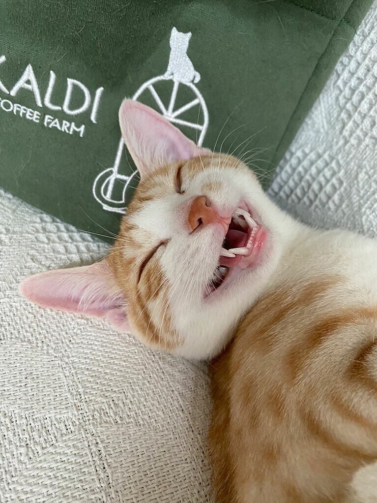 ミツオ オス 1歳。奄美大島からやってきたサバイバルにゃんこ。保護されるまで島のみんなにご飯をもらいながら過ごしていた人懐こいコです。人懐こさが垣間見えるこの笑顔が可愛いような可笑しいような、なんか人間味を感じる表情なんです（ちゃいさん）。