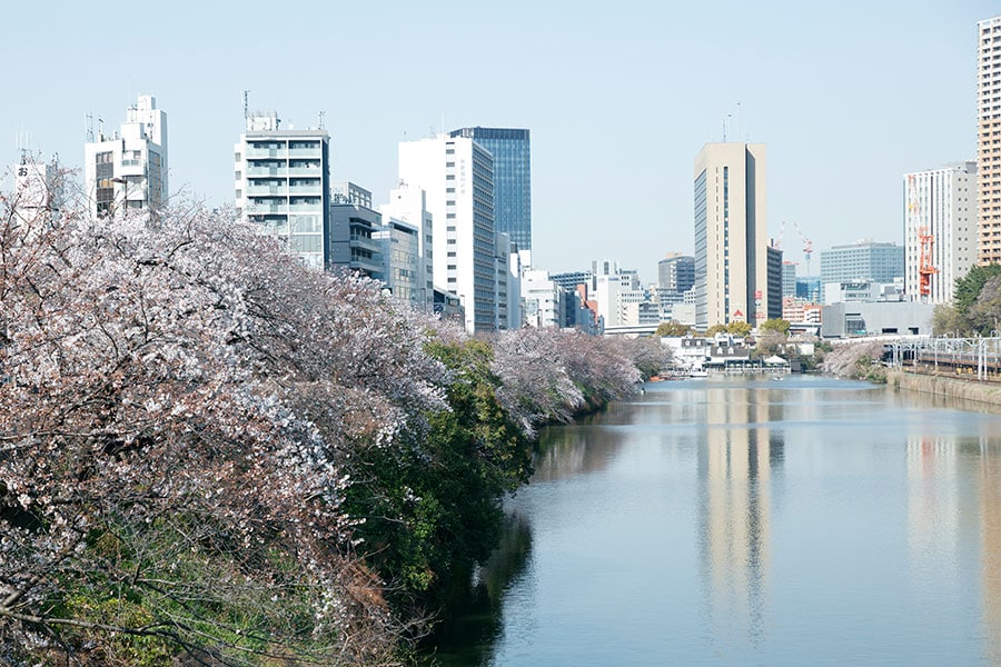 四谷から飯田橋に続く外堀公園には約730本からなる桜並木が。
