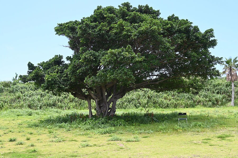 ママディ・ケイタさんは、この木陰でよくジャンベを叩いていたそう。