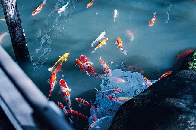 【新井旅館】悠々と泳ぐ錦鯉にも癒される。Photo: Masahiro Shimazaki