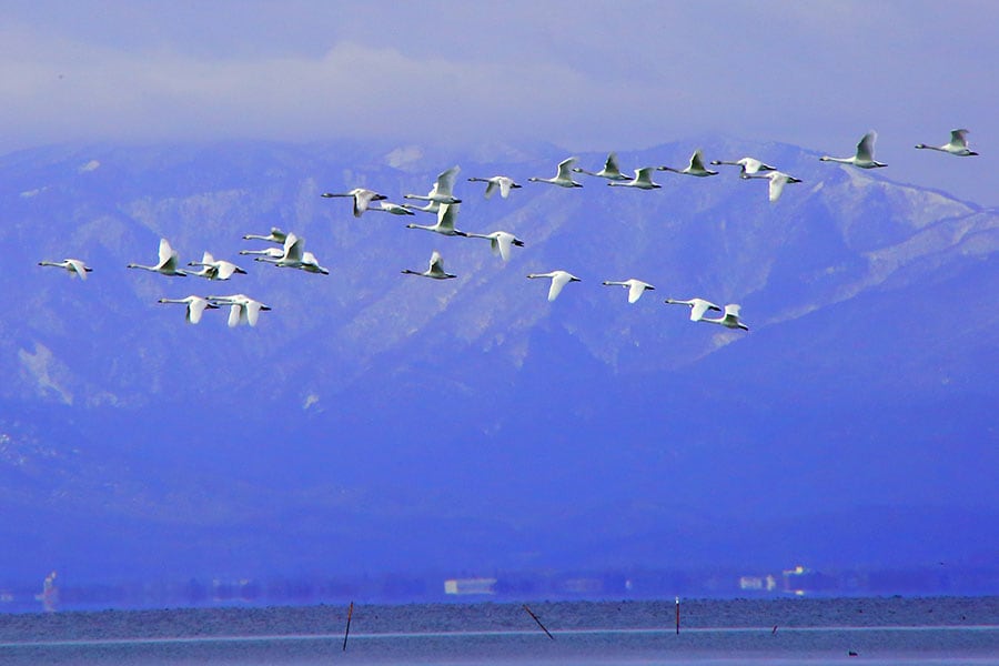 琵琶湖の渡り鳥。