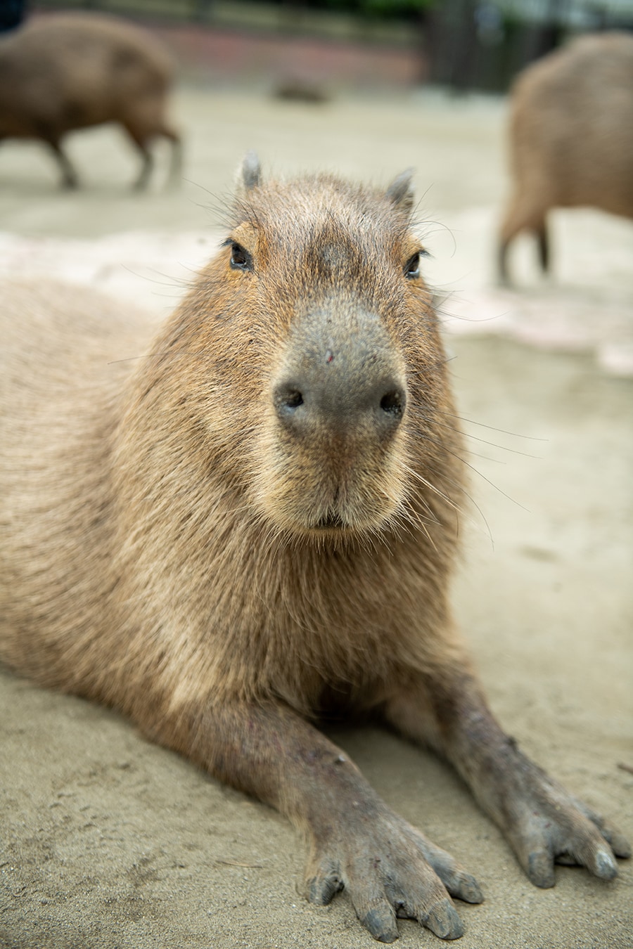 お間抜け顔(？)をずっと見ていたくなるカピバラ。とても人懐っこく、こちらが歩くとのんびり後をついてくる。