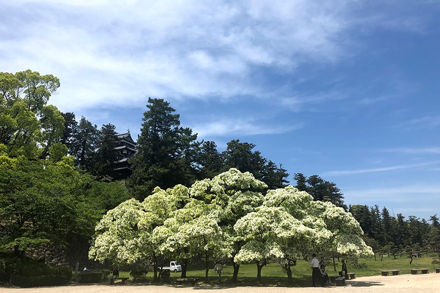 【島根県の春の絶景より】松江城のなんじゃもんじゃ。