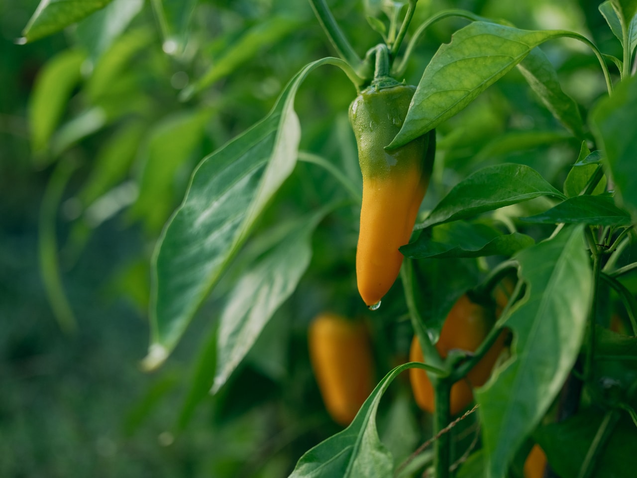 徐々に色づいていく野菜を見ると、野菜が生きているということを改めて感じる。