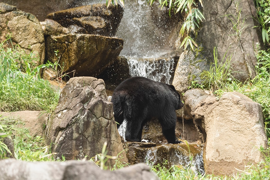 この日は活発に動いていたツキノワグマのメリー。木に登ったり水に浸かったりする姿も見られるかも。