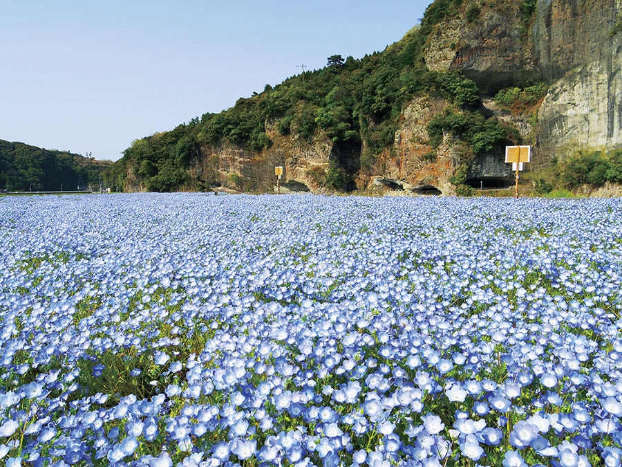 【大分県】青の洞門のネモフィラ畑。