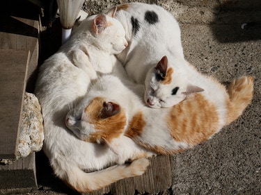 野良猫の群れに遭遇するのはレア！ 仲良く生活するファミリーにゃんこ 自由すぎる野良にゃんこ画像まとめ④ | 佐々木まことの犬猫脱力写真館 | 写真 |  1枚目