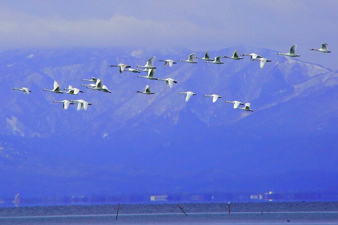 琵琶湖の渡り鳥。