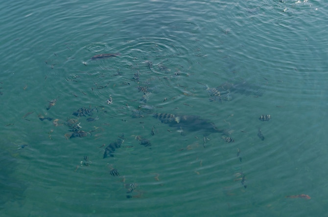 透明度が高く、海の生物たちを目視でも確認できる。