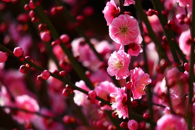 大阪天満宮の梅。