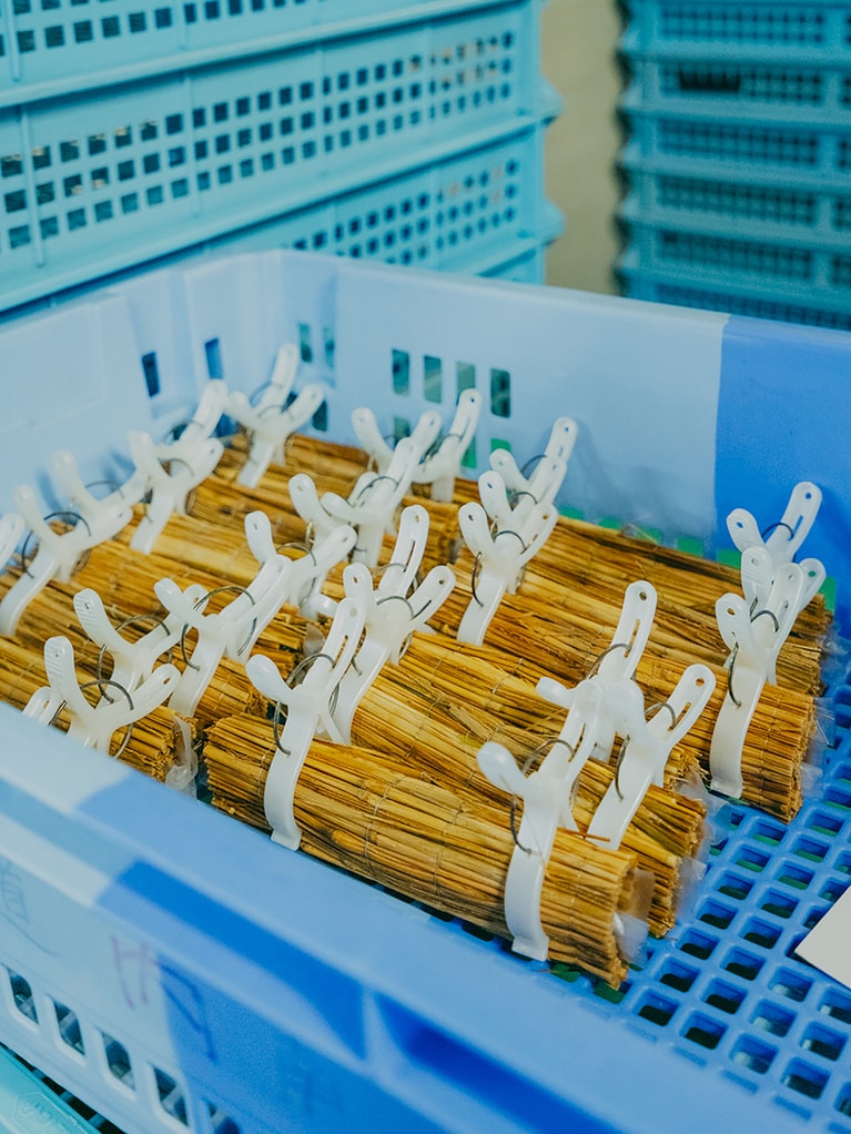 2024.9.13　北海道登別市「道南平塚食品」。稲藁は微生物にとって最高の発酵環境。