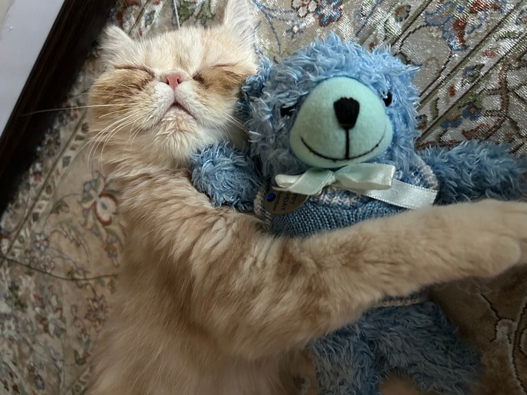 すやすや部門1位：レオ ♂ 3カ月。