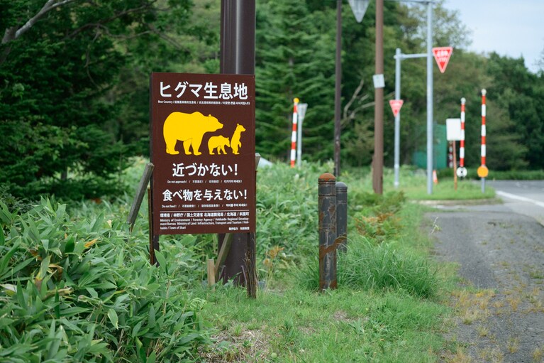知床半島は世界有数の「ヒグマ密集地」。推定で400〜500頭ものヒグマが暮らしているという。